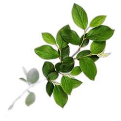 Green Leaves